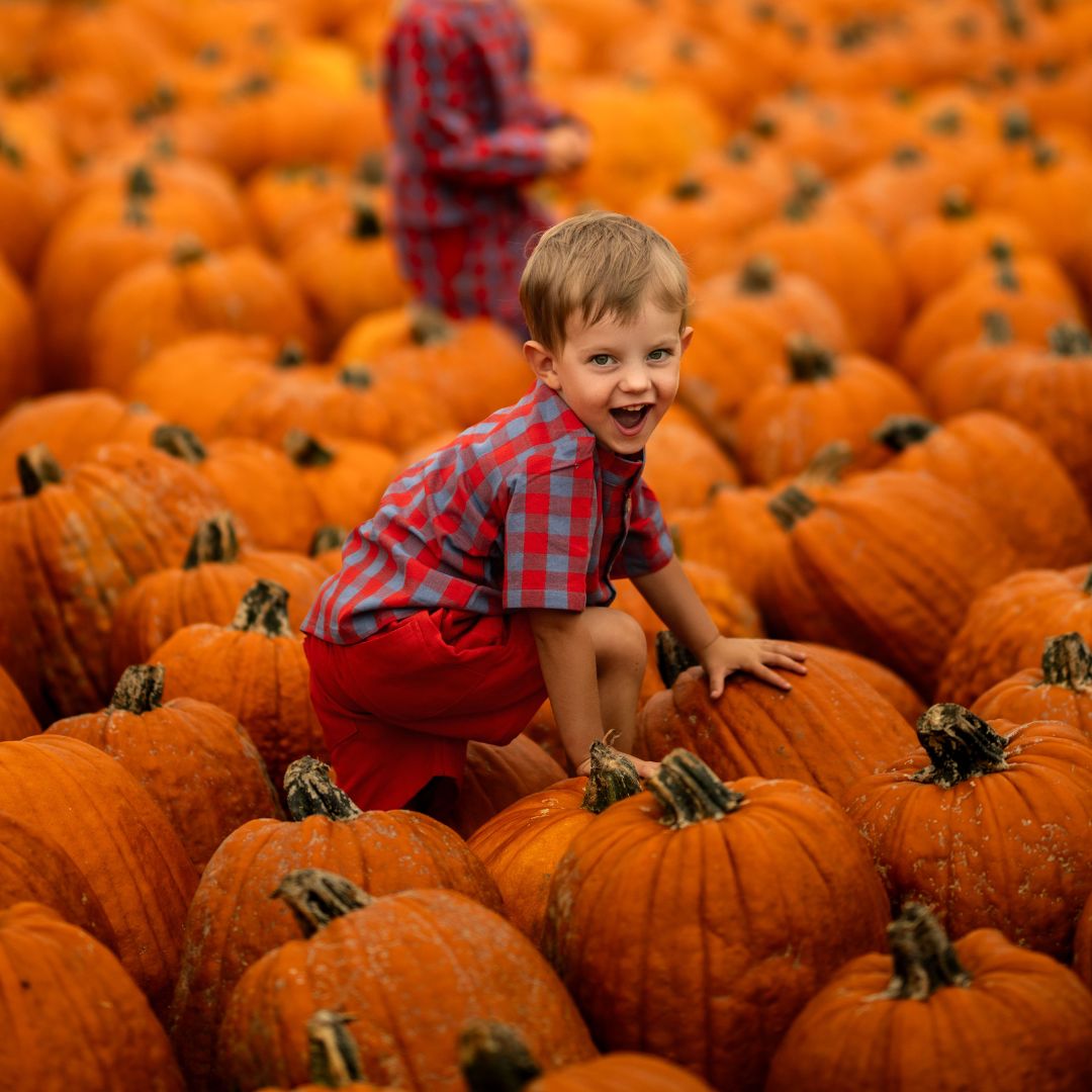 Henry Boy Set In Primary Check